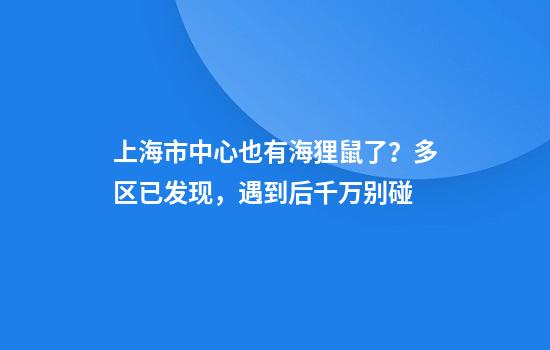 上海市中心也有海狸鼠了？多区已发现，遇到后千万别碰