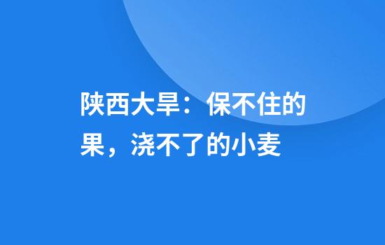 陕西大旱：保不住的果，浇不了的小麦